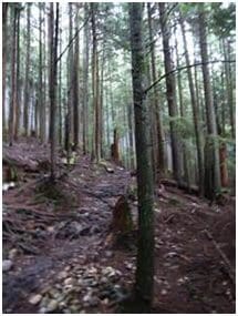 Dense forest with tall, slender trees.