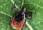 Close-up of a tick on a green leaf.